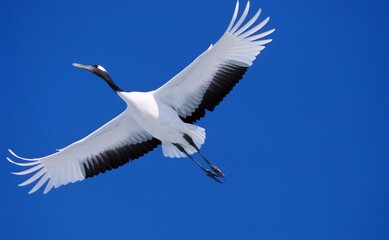 JAPANESE CRANE grus japonensis, ADULT IN FLIGHT, HOKKAIDO ISLAND IN JAPAN