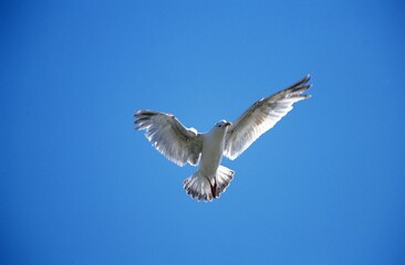 Obraz premium HERRING GULL larus argentatus, ADULT IN FLIGHT BRITTANY