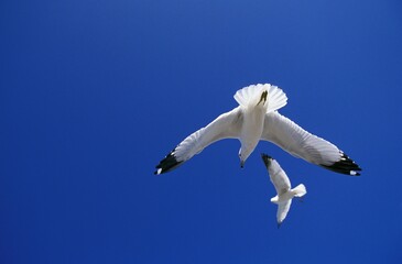 RING BILLED GULL larus delawarensis, ADULTS IN FLIGHT, FLORIDA