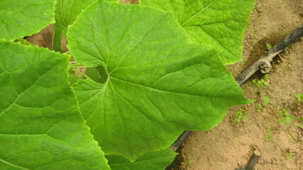 Cucumber leaf (eligible for image processing )
Camera: Canon DIGITAL IXUS 75