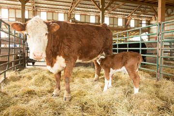 A hereford calf nursing from its mother cow.