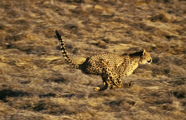 CHEETAH acinonyx jubatus, ADULT RUNNING, KENYA © slowmotiongli