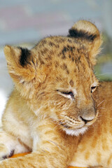 portrait of a small tiger cub