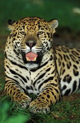Fototapeta na wymiar JAGUAR panthera onca, ADULT