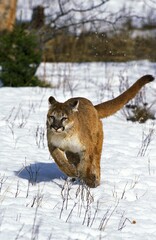 COUGAR puma concolor, ADULT RUNNING ON SNOW, MONTANA