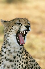 CHEETAH acinonyx jubatus, PORTRAIT OF ADULT YAWNING, KENYA