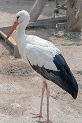 Beautiful white stork