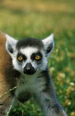 Obraz premium RING TAILED LEMUR lemur catta, PORTRAIT OF ADULT