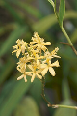 Close-up image of Lopsided Star orchid flowers