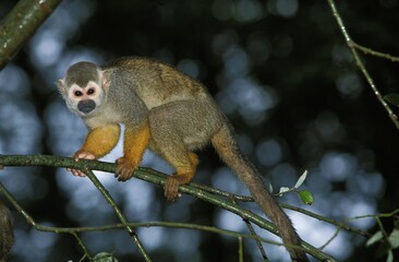 SQUIRREL MONKEY saimiri sciureus, ADULT STANDING ON BRANCH