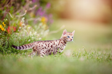 A cute spotted Bengal kitten outdoors