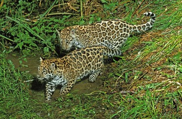 JAGUAR panthera onca, CUB