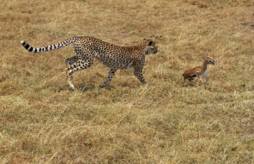 Obraz na płótnie Canvas CHEETAH acinonyx jubatus, ADULT HUNTING A YOUNG THOMSON'S GAZELLE, KENYA