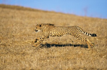 CHEETAH acinonyx jubatus, ADULT RUNNING ON DRY GRASS, KENYA
