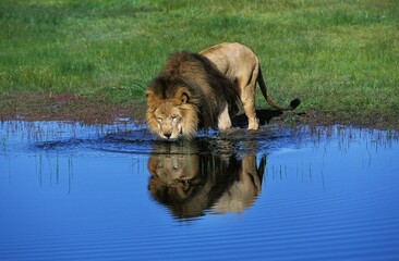 Obraz na płótnie Canvas AFRICAN LION panthera leo, MALE DRINKING FROM POUND