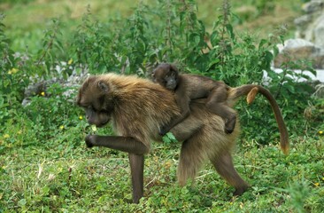 GELADA BABOON theropithecus gelada, MOTHER CARRYING YOUNG ON ITS BACK