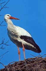 WHITE STORK ciconia ciconia, ADULT STANDING ON NEST