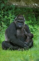 EASTERN LOWLAND GORILLA gorilla gorilla graueri, MOTHER WITH BABY SUCKLING
