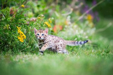 Cute kitten outdoors in the grass with flowers. Purebred Bengal kitten.