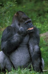 EASTERN LOWLAND GORILLA gorilla gorilla graueri, MALE EATING TREE BARK