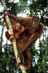 ORANG UTAN pongo pygmaeus, MOTHER WITH BABY, BORNEO