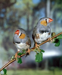 ZEBRA FINCH taeniopygia guttata, PAIR OF MALES STANDING ON BRANCH