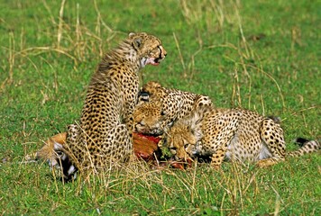 CHEETAH acinonyx jubatus, MOTHER WITH CUB EATING A THOMSON'S GAZELLE, KENYA