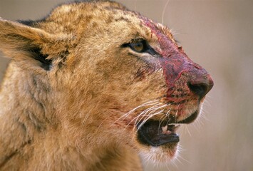 AFRICAN LION panthera leo, FEMALE WITH BLOODY MUZZLE AFTER KILLING A PREY, KENYA