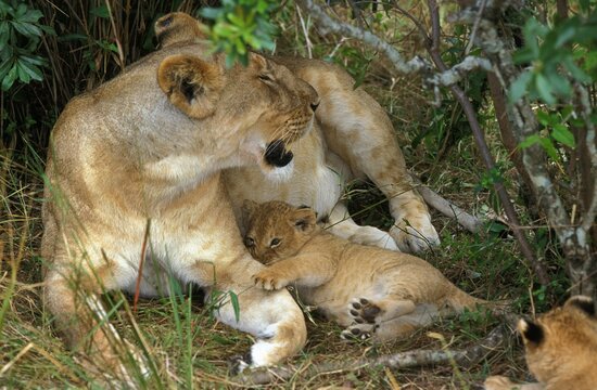 AFRICAN LION panthera leo, MOTHER WITH CUB IN BUSH, KENYA