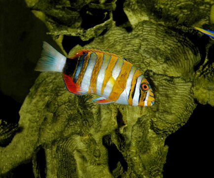 HARLEQUIN TUSK FISH Choerodon Fasciatus, ADULT