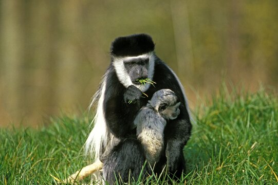 BLACK AND WHITE COLOMBUS MONKEY colobus guereza, MOTHER WITH YOUNG