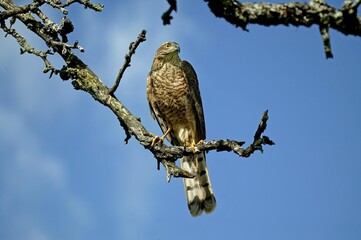 EUROPEAN SPARROWHAWK accipiter nisus, ADULT STANDING ON BRANCH