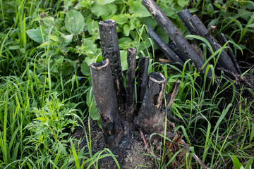 Ashes: after massive fire destruction