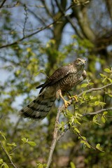EUROPEAN SPARROWHAWK accipiter nisus, ADULT STANDING ON BRANCH