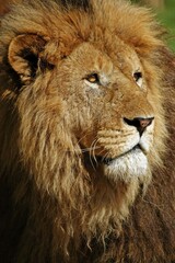 Fototapeta na wymiar AFRICAN LION panthera leo, PORTRAIT OF MALE