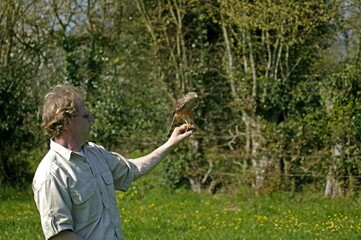 EUROPEAN SPARROWHAWK accipiter nisus, ADULT RELEASED AFTER REHAB, RESCUE CENTER IN NORMANDY
