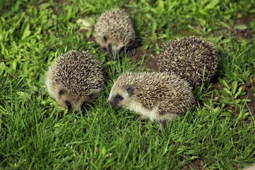 EUROPEAN HEDGEHOG erinaceus europaeus, YOUNGS
