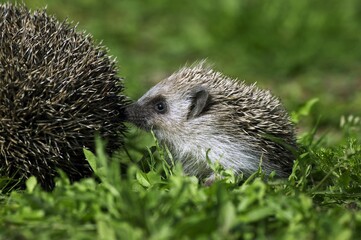 EUROPEAN HEDGEHOG erinaceus europaeus, YOUNG
