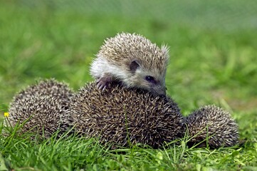 EUROPEAN HEDGEHOG erinaceus europaeus, MOTHER CURLED UP WITH YOUNG ON ITS BACK