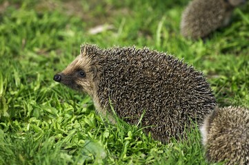 EUROPEAN HEDGEHOG erinaceus europaeus, FEMALE © slowmotiongli