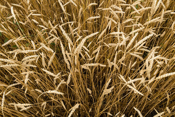 Fototapeta premium Yellow Field of wheat in the middle of Russia
