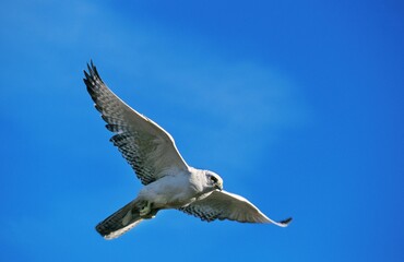 GYRFALCON falco rusticolus, ADULT IN FLIGHT, CANADA