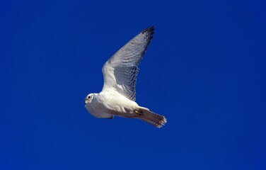 Obraz premium GYRFALCON falco rusticolus, ADULT IN FLICHT, CANADA