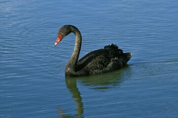 BLACK SWAN cygnus atratus, ADULT STANDING ON WATER, AUSTRALIA