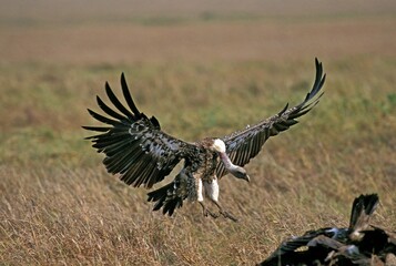 RUPPELL'S VULTURE gyps rueppellii, ADULT IN FLIGHT, LANDING, KENYA