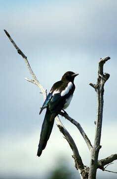 BLACK BILLED MAGPIE OR EUROPEAN MAGPIE pica pica, ADULT PERCHED ON BRANCH, NORMANDY