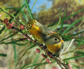 RED BILLED LEIOTHRIX leiothrix lutea, ADULTS WITH FLOWERS