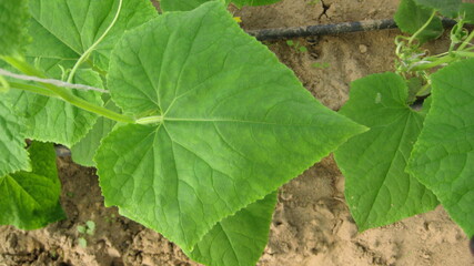 Obraz premium Cucumber leaf (eligible for image processing ) Camera: Canon DIGITAL IXUS 75