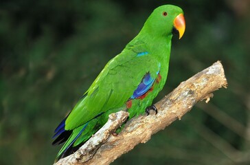 ECLECTUS PARROT eclectus roratus, MALE STANDING ON BRANCH
