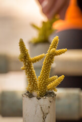 A close up of a piece of coral which is part of a coral restoration project